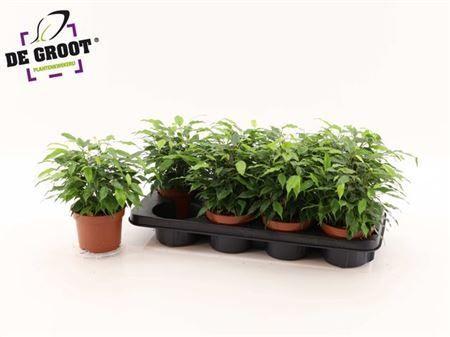 Горшечные цветы и растения оптом Ficus Be Green Kinky от 8шт из Голландии с доставкой по России