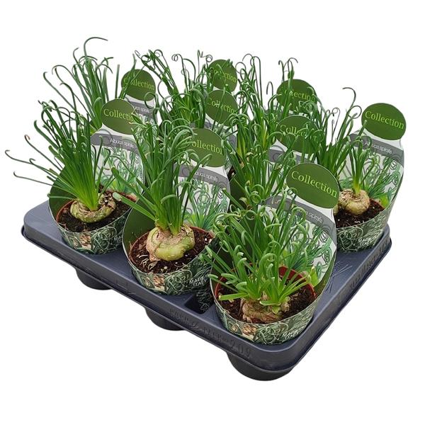 Горшечные цветы и растения оптом Albuca Spiralis Potcover от 9шт из Голландии с доставкой по России