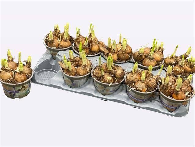 Горшечные цветы и растения оптом Narc D Bridal Crown от 10шт' из Голландии с доставкой по России