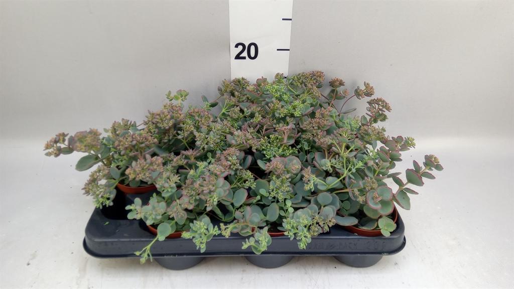 Горшечные цветы и растения оптом Sedum Sieboldii от 9шт (для телеги) из Голландии с доставкой по России