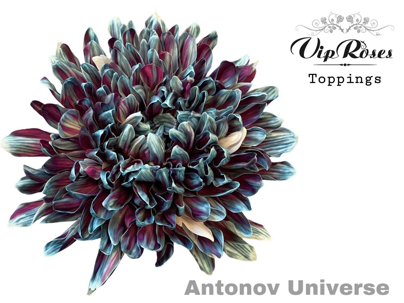 Срезанные цветы оптом Chrys bl paint antonov universe от 20шт из Голландии с доставкой по России