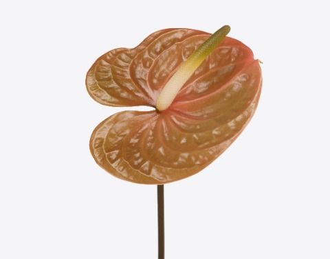 Срезанные цветы оптом Anthurium prestige от 24шт. из Голландии с доставкой по России