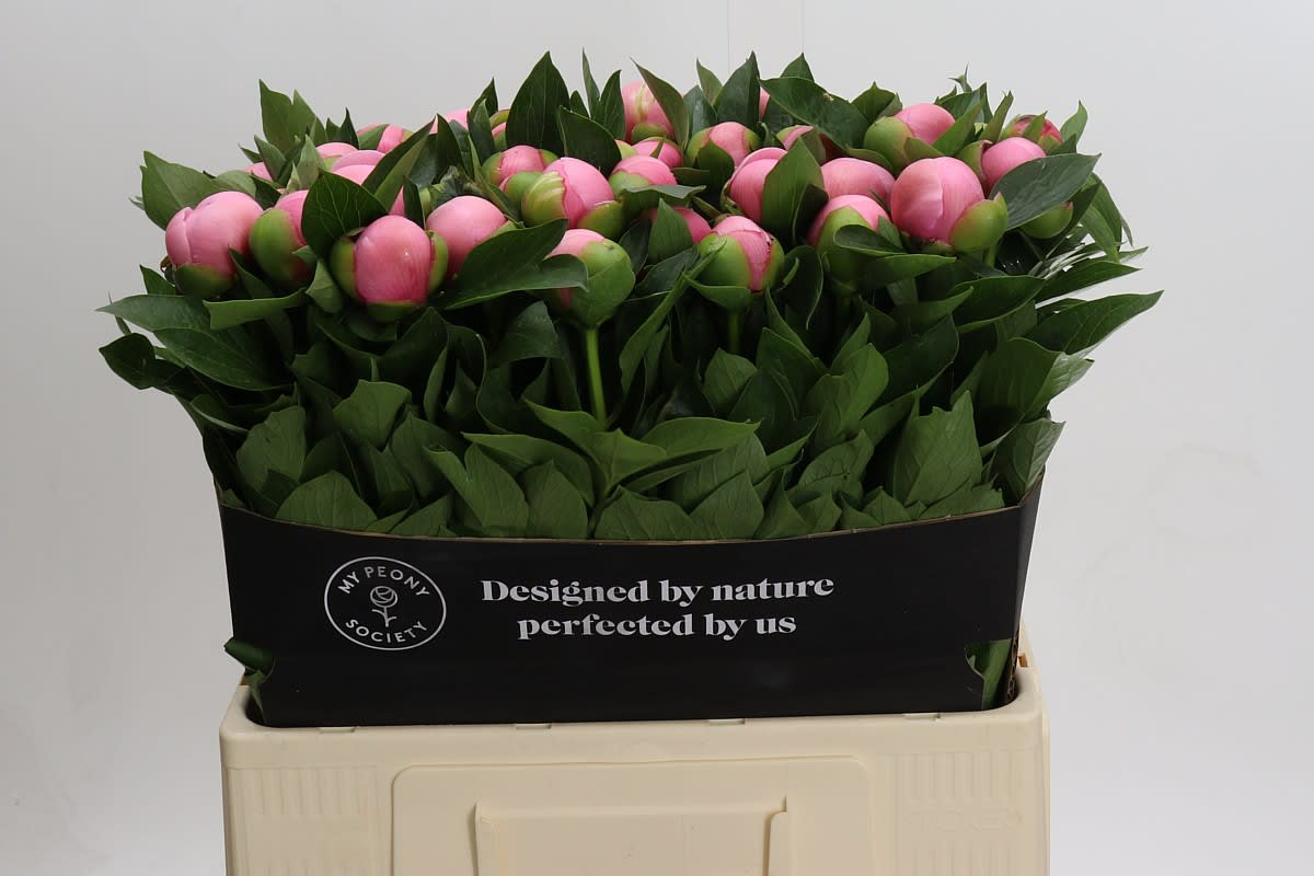 Срезанные цветы оптом Paeonia etched salmon от 50шт из Голландии с доставкой по России