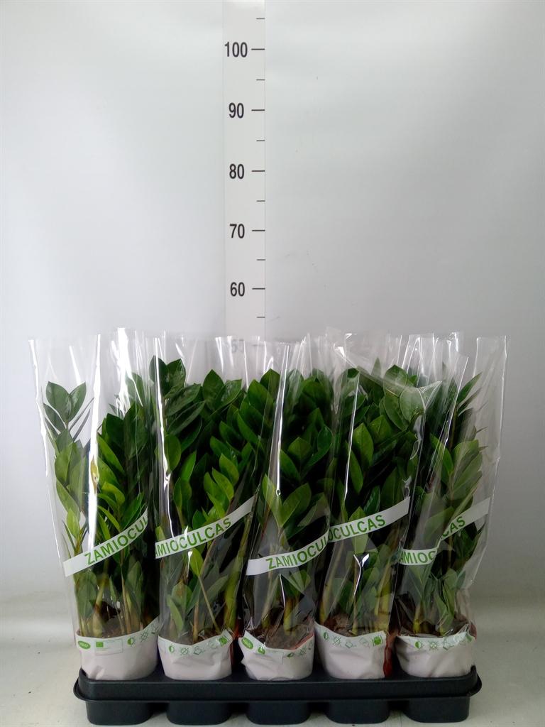 Горшечные цветы и растения оптом Zamioculcas Zamiifolia от 10шт из Голландии с доставкой по России