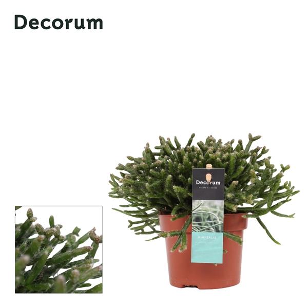 Горшечные цветы и растения оптом Rhipsalis Burchelli от 8шт из Голландии с доставкой по России