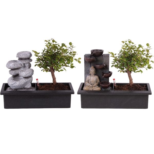 Горшечные цветы и растения оптом Bonsai Mix Ball Easy Care In Zen Stone Wat от 4шт из Голландии с доставкой по России