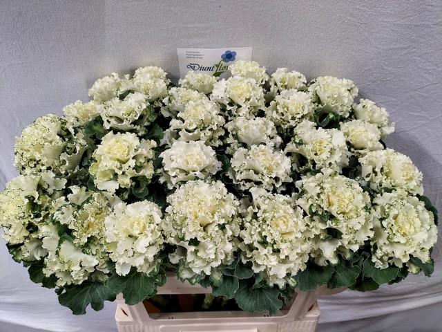 Срезанные цветы оптом Brassica crane ruffle white от 20шт из Голландии с доставкой по России