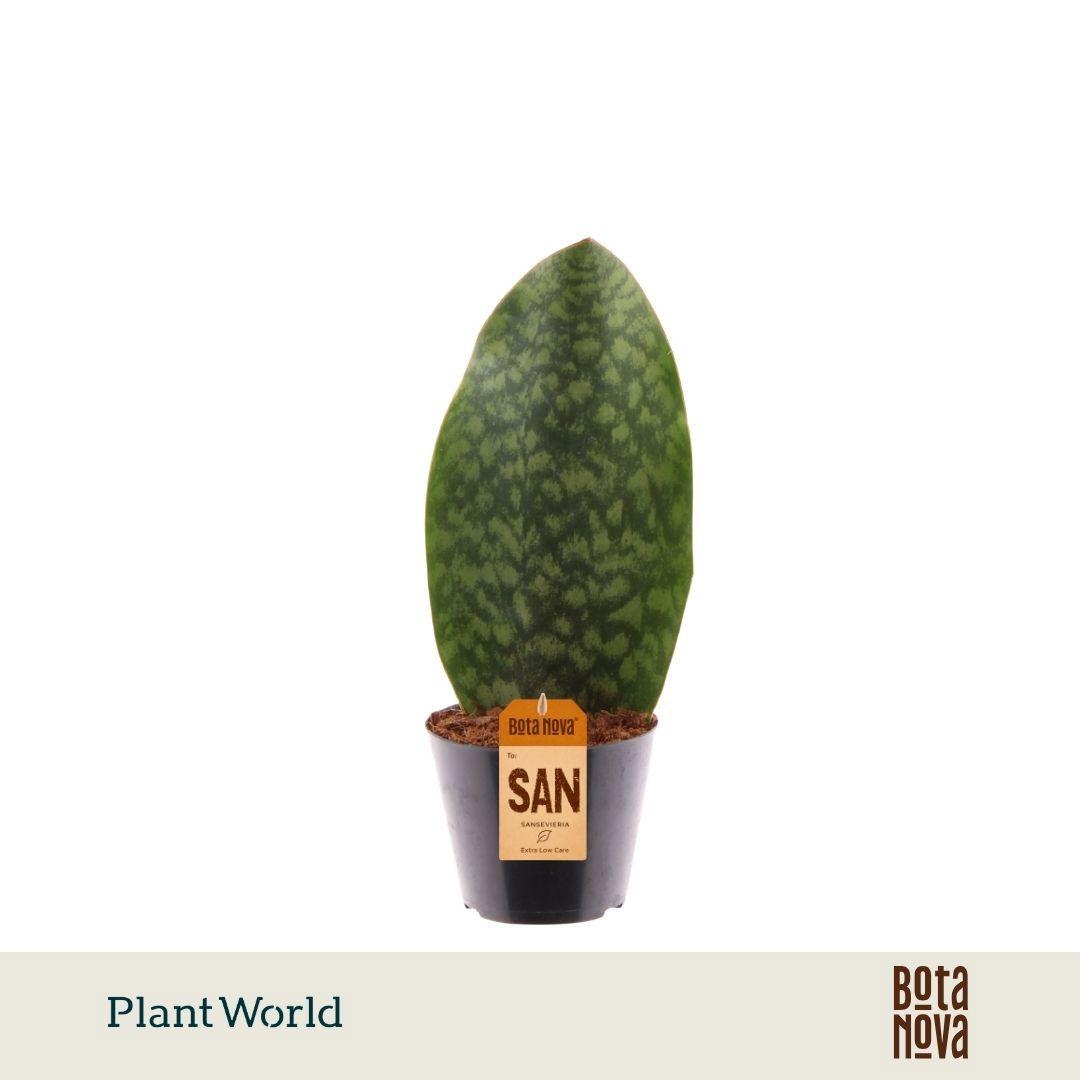 Горшечные цветы и растения оптом Sansevieria Masoniana Whale Fin от 11шт из Голландии с доставкой по России
