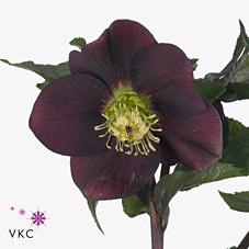 Срезанные цветы оптом Helleborus queens red от 20шт из Голландии с доставкой по России