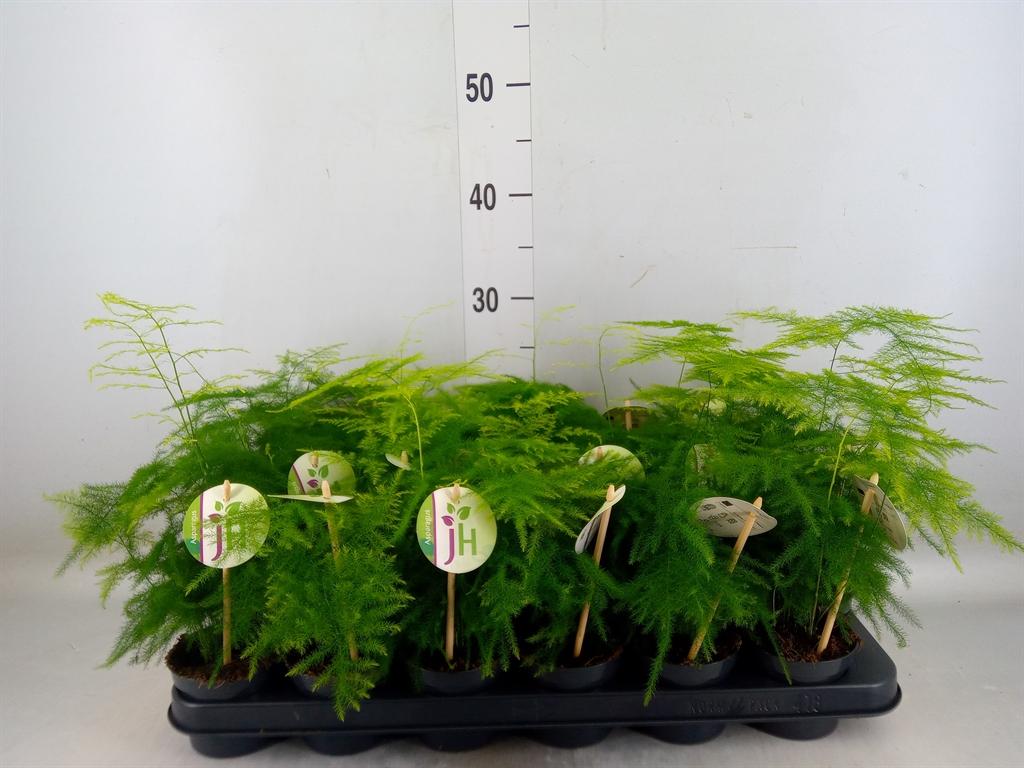 Горшечные цветы и растения оптом Asparagus Setaceus от 18шт (для телеги) из Голландии с доставкой по России