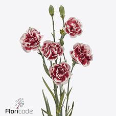 Срезанные цветы оптом Dianthus sp barphantom от 100шт из Голландии с доставкой по России