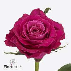 Срезанные цветы оптом Rosa large movie star от 60шт из Голландии с доставкой по России