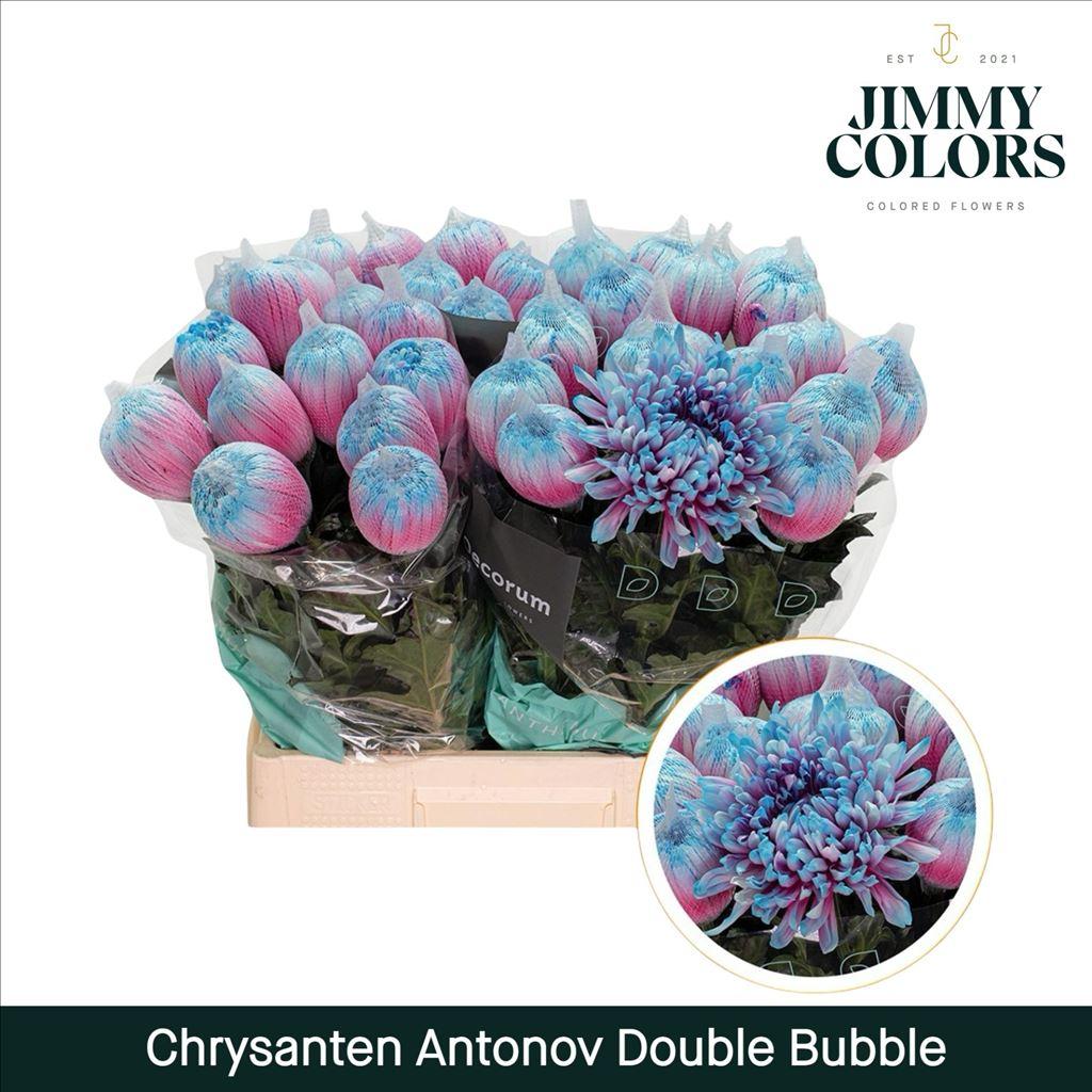 Срезанные цветы оптом Chrys bl paint antonov double bubble от 10шт из Голландии с доставкой по России