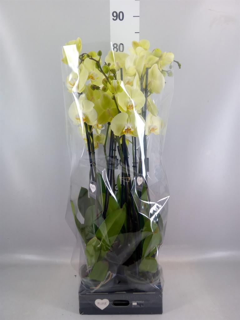 Горшечные цветы и растения оптом Phalaenopsis golden Coin от 5шт из Голландии с доставкой по России