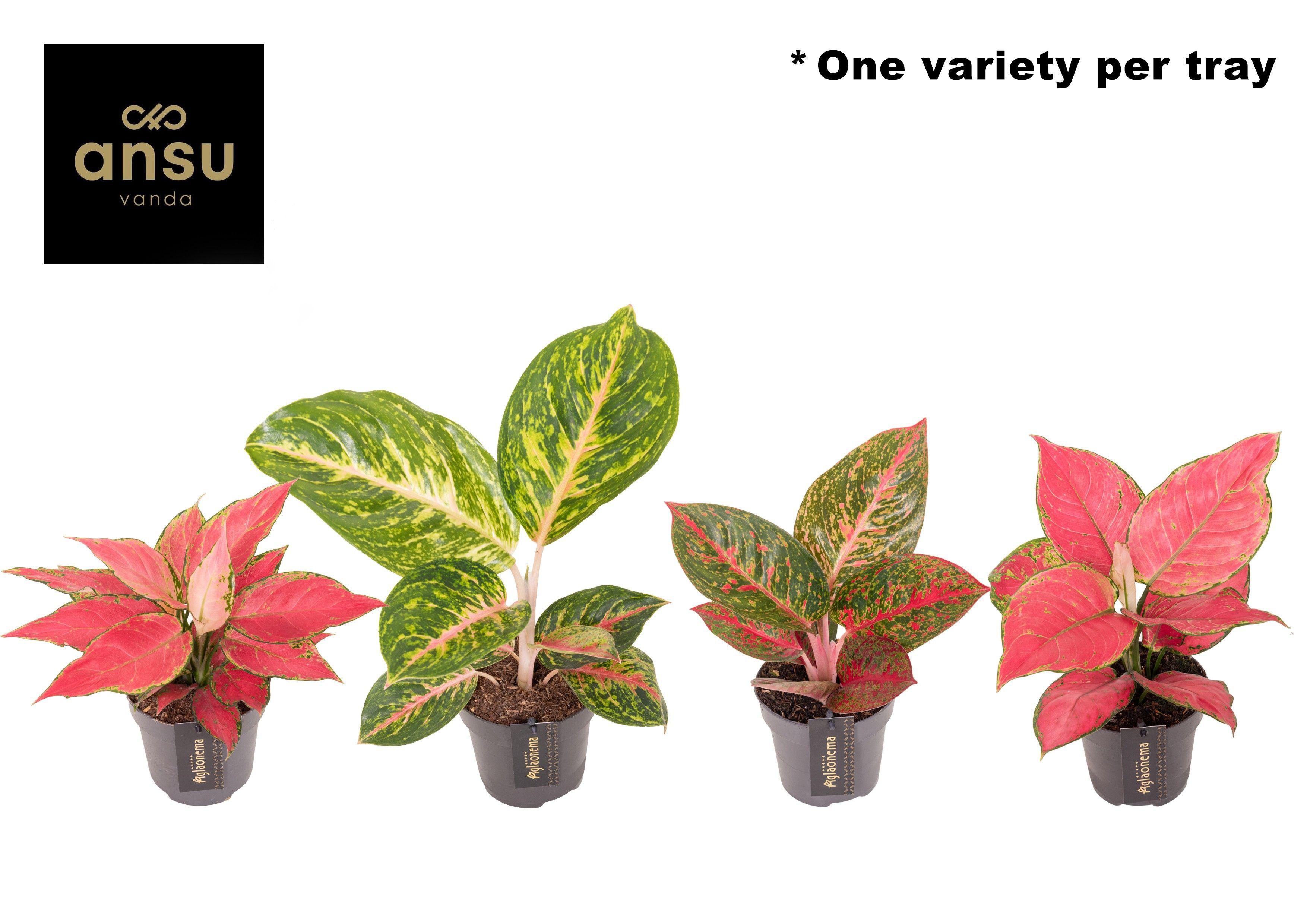 Горшечные цветы и растения оптом Aglaonema Red Surprise Tray от 6шт из Голландии с доставкой по России
