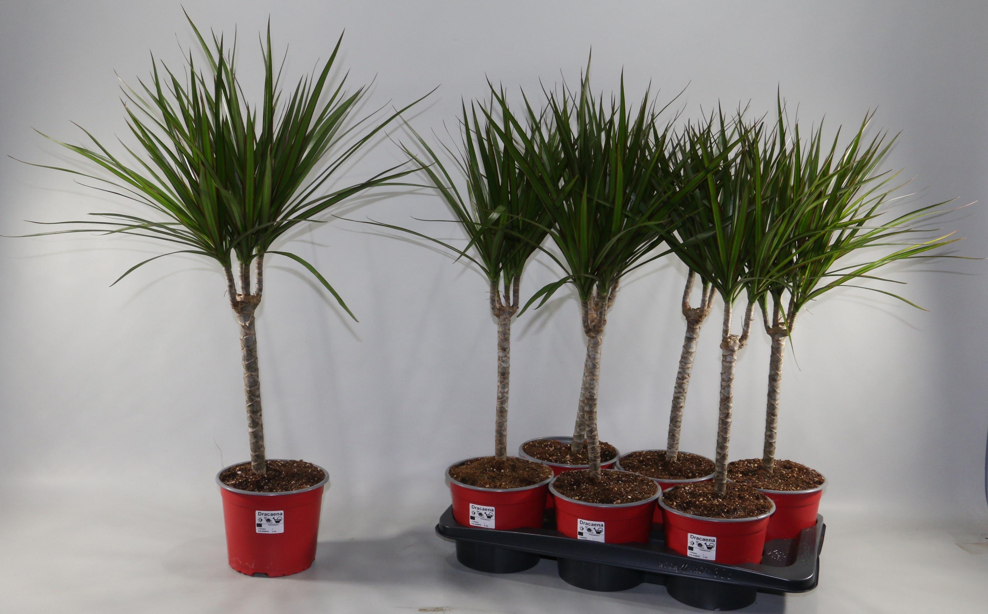 Горшечные цветы и растения оптом Dra Marginata от 6шт из Голландии с доставкой по России