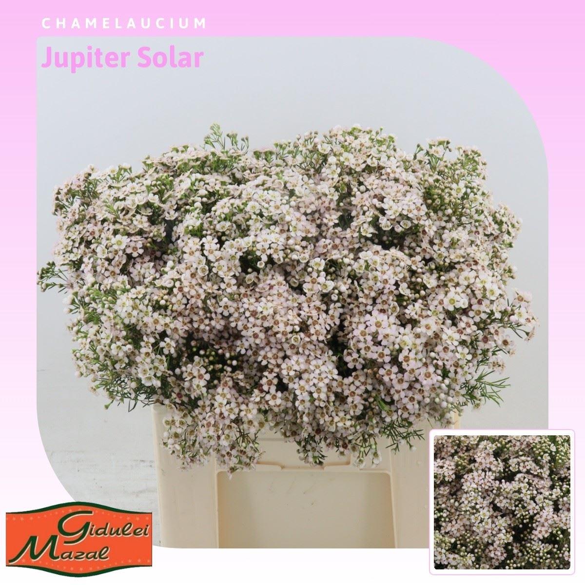 Срезанные цветы оптом Chamelaucium jupiter solar от 100шт из Голландии с доставкой по России