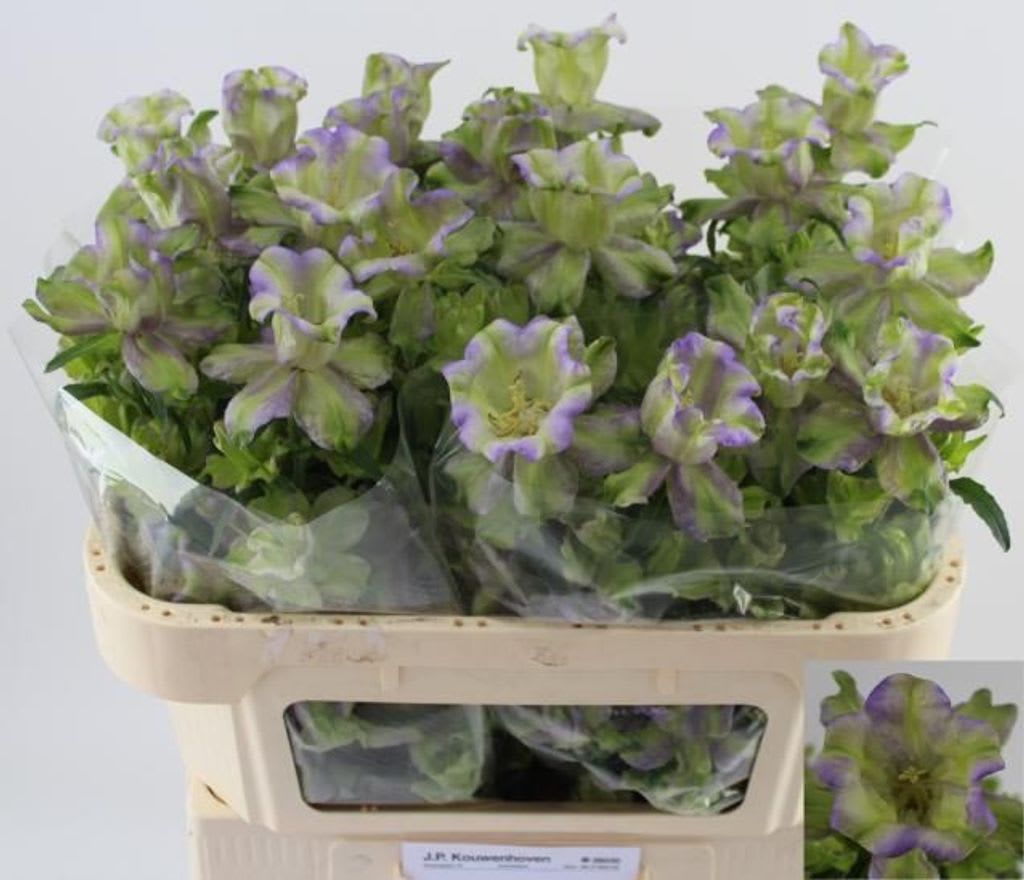 Срезанные цветы оптом Campanula evergreen blue от 30шт из Голландии с доставкой по России Срезанные цветы оптом Campanula evergreen blue от 30шт из Голландии с доставкой по России