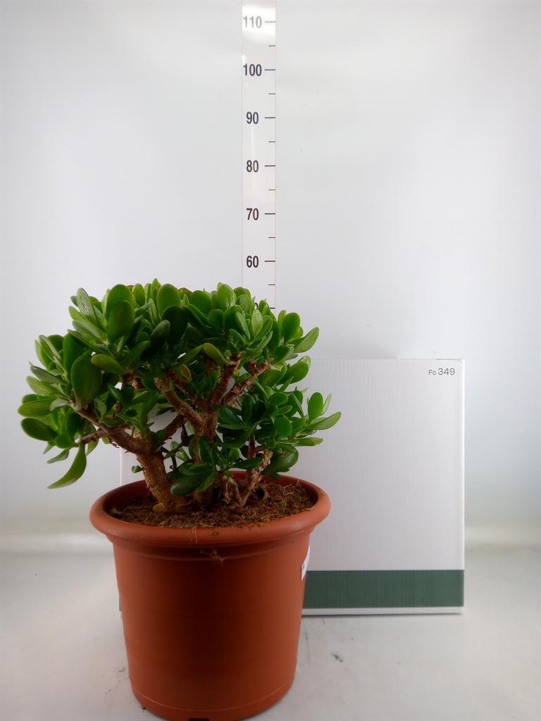 Горшечные цветы и растения оптом Crassula Ovata от 1шт из Голландии с доставкой по России