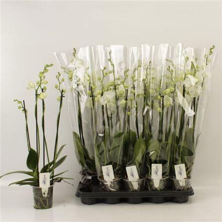Горшечные цветы и растения оптом Phal White Velvet 4 Branche 25+ от 10шт из Голландии с доставкой по России
