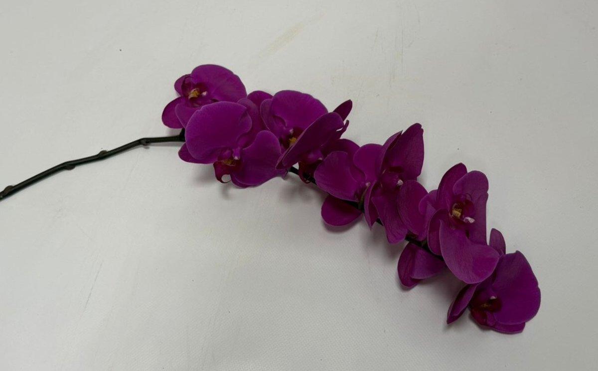 Срезанные цветы оптом Phalaenopsis chiangmai (per stem) от 12шт из Голландии с доставкой по России
