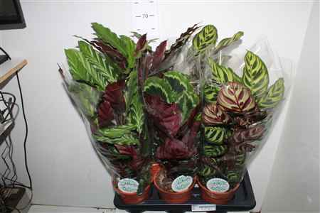 Горшечные цветы и растения оптом Calat Gem 3 Srt 17cm Pot Xxxxxxxxx от 6шт из Голландии с доставкой по России
