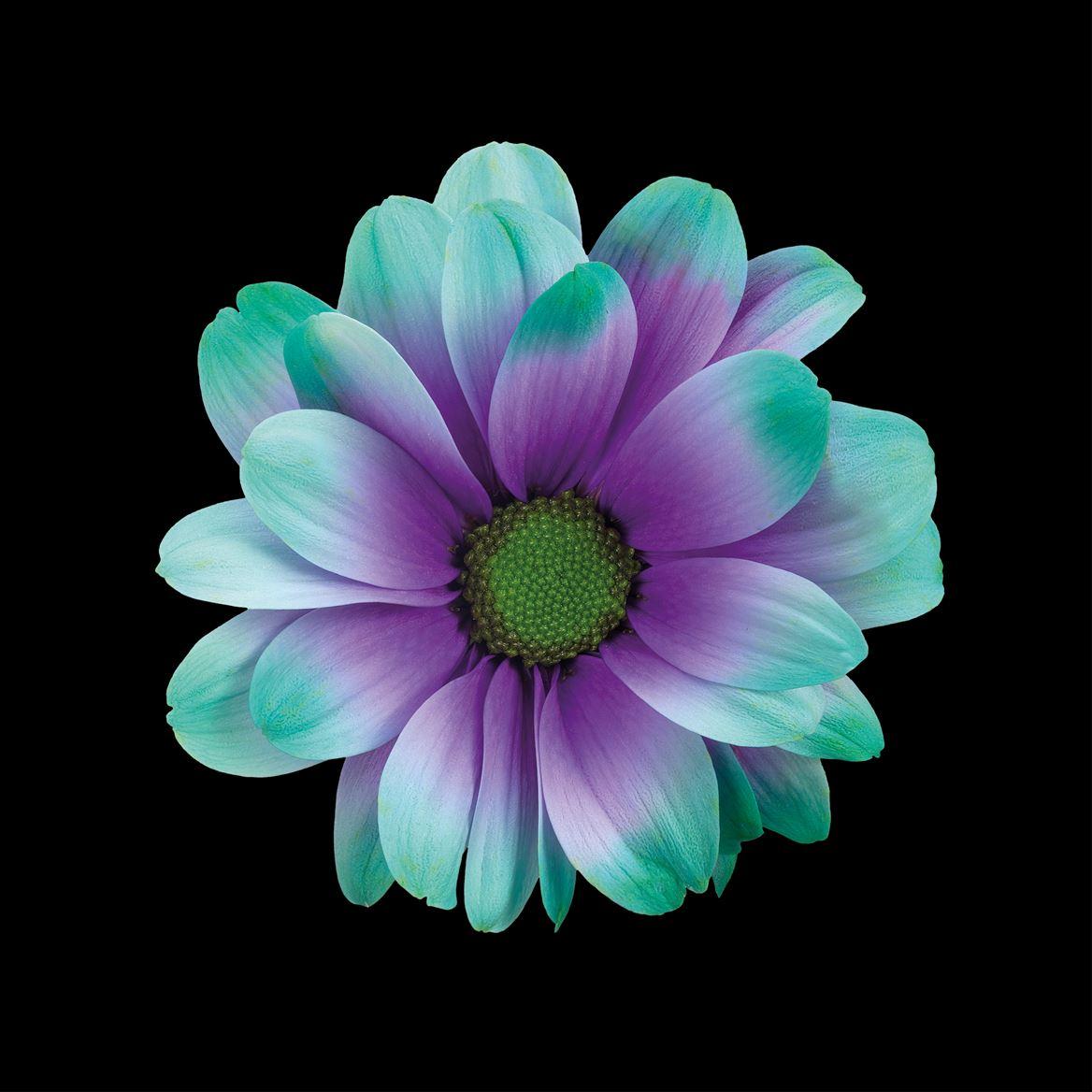 Срезанные цветы оптом Chrys sp paint kennedy ibiza от 40шт из Голландии с доставкой по России