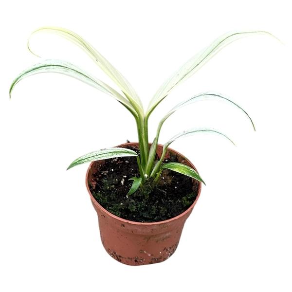 Горшечные цветы и растения оптом Amplissimum White Variegata от 1шт из Голландии с доставкой по России