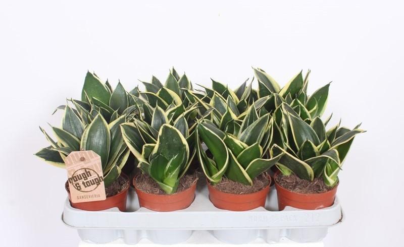 Горшечные цветы и растения оптом Sansevieria Lotus Hahni от 12шт (для телеги) из Голландии с доставкой по России