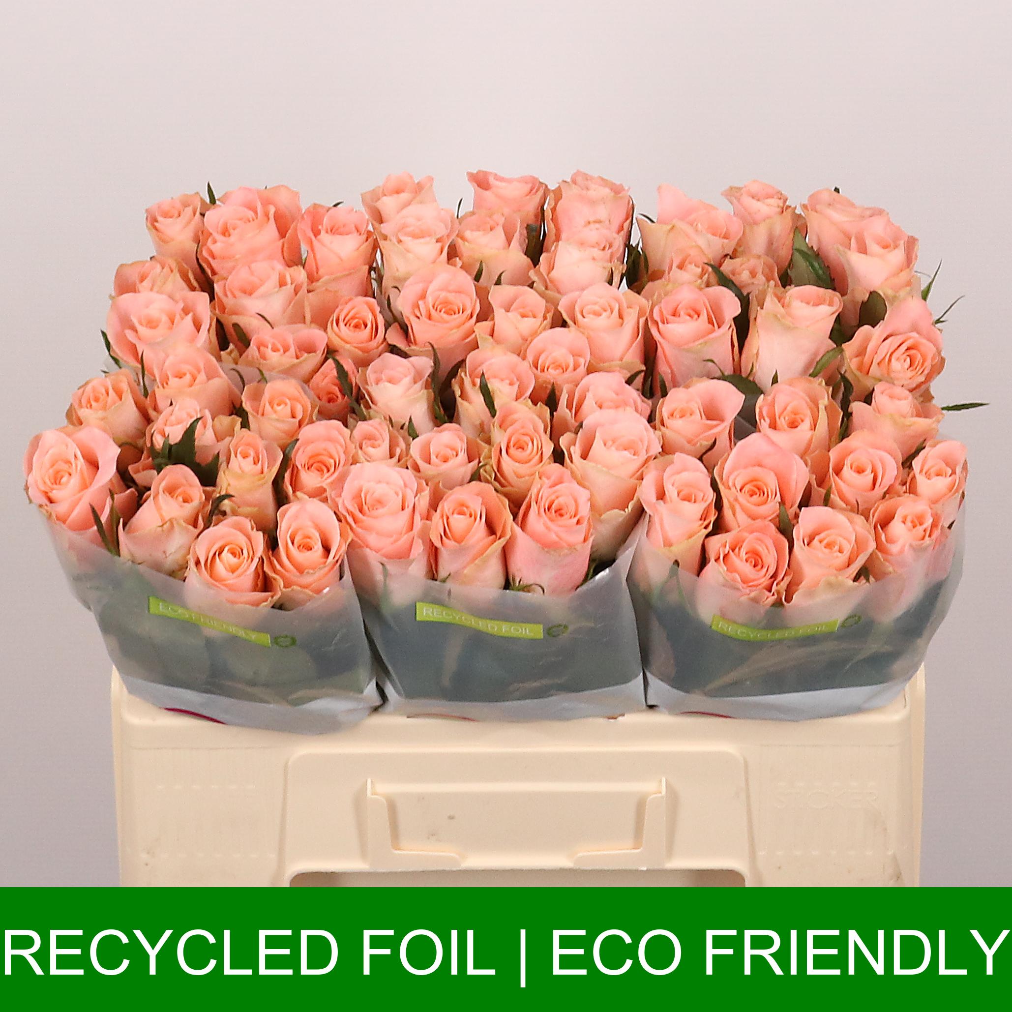 Срезанные цветы оптом Rosa large valerie+ от 60шт из Голландии с доставкой по России