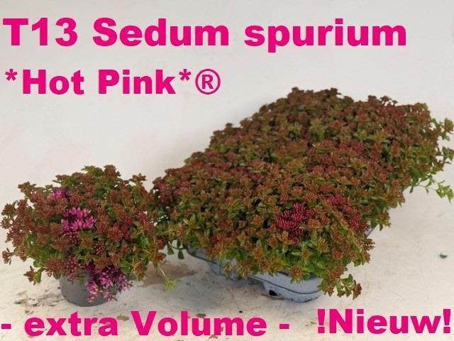 Горшечные цветы и растения оптом Sedum Spurium от 6шт из Голландии с доставкой по России