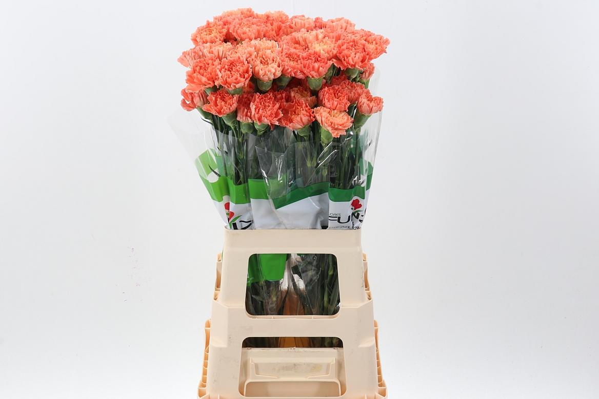 Срезанные цветы оптом Dianthus st hermes orange от 80шт из Голландии с доставкой по России