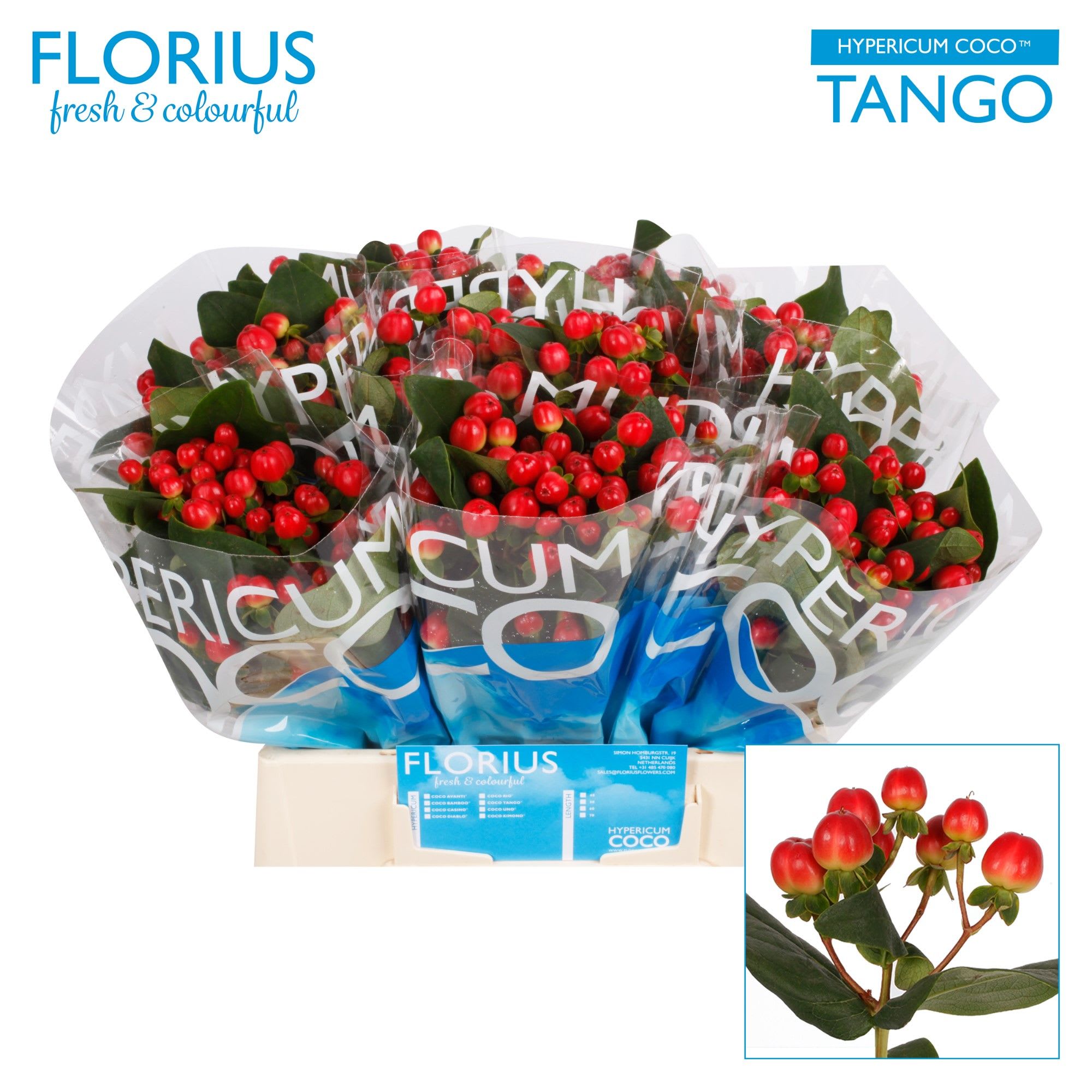 Срезанные цветы оптом Hypericum coco tango от 80шт из Голландии с доставкой по России