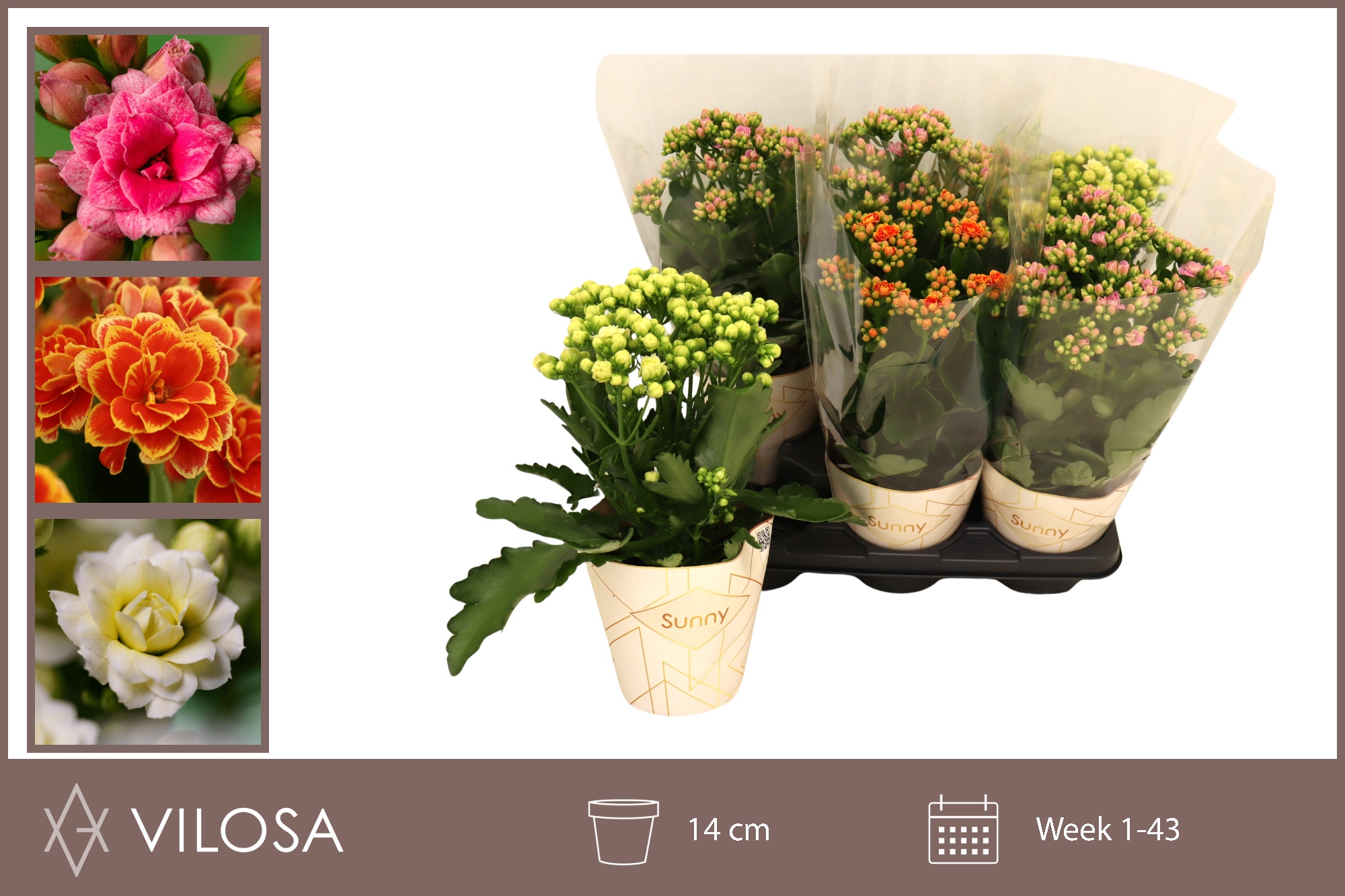 Горшечные цветы и растения оптом Kal Ov от 6шт из Голландии с доставкой по России