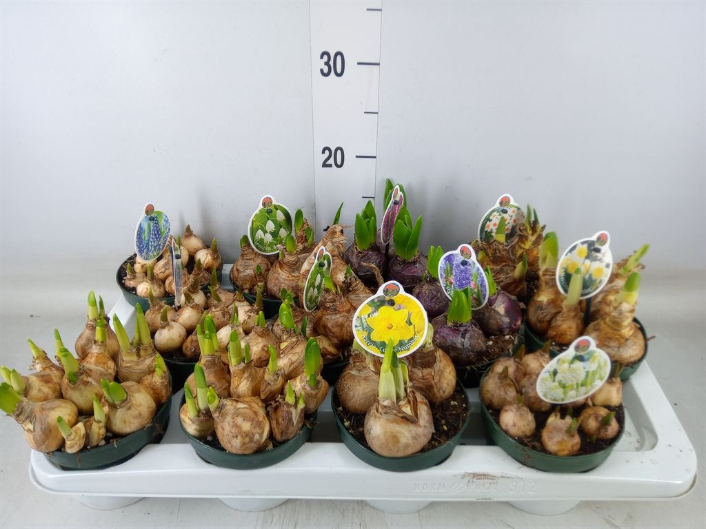 Горшечные цветы и растения оптом Flowerbulbs, Corns Or Tubers   ... от 12шт из Голландии с доставкой по России