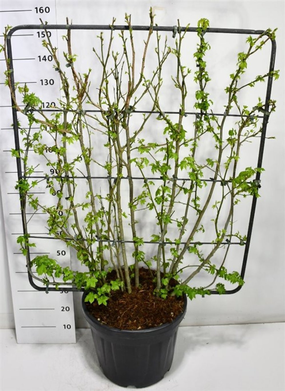 Горшечные цветы и растения оптом Liquidambar Styraciflua On Screen от 1шт (для телеги) из Голландии с доставкой по России