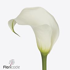 Срезанные цветы оптом Zantedeschia pure art от 40шт из Голландии с доставкой по России