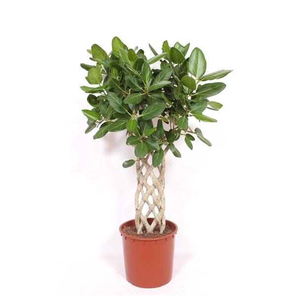 Горшечные цветы и растения оптом Ficus Benghalensis Flat Twisted от 1шт из Голландии с доставкой по России