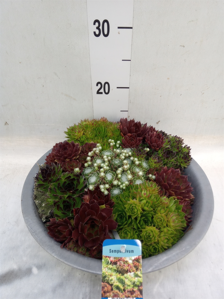 Горшечные цветы и растения оптом Sempervivum   ... от 1шт из Голландии с доставкой по России