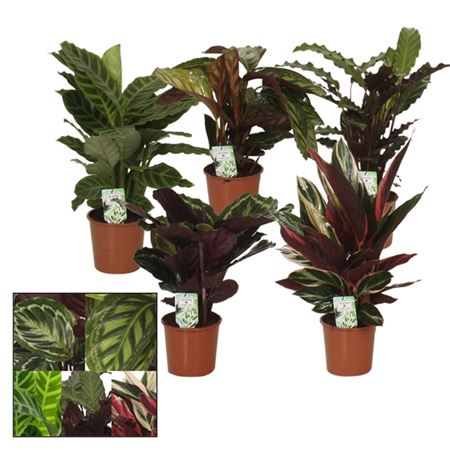 Горшечные цветы и растения оптом Calathea Mix от 8шт из Голландии с доставкой по России