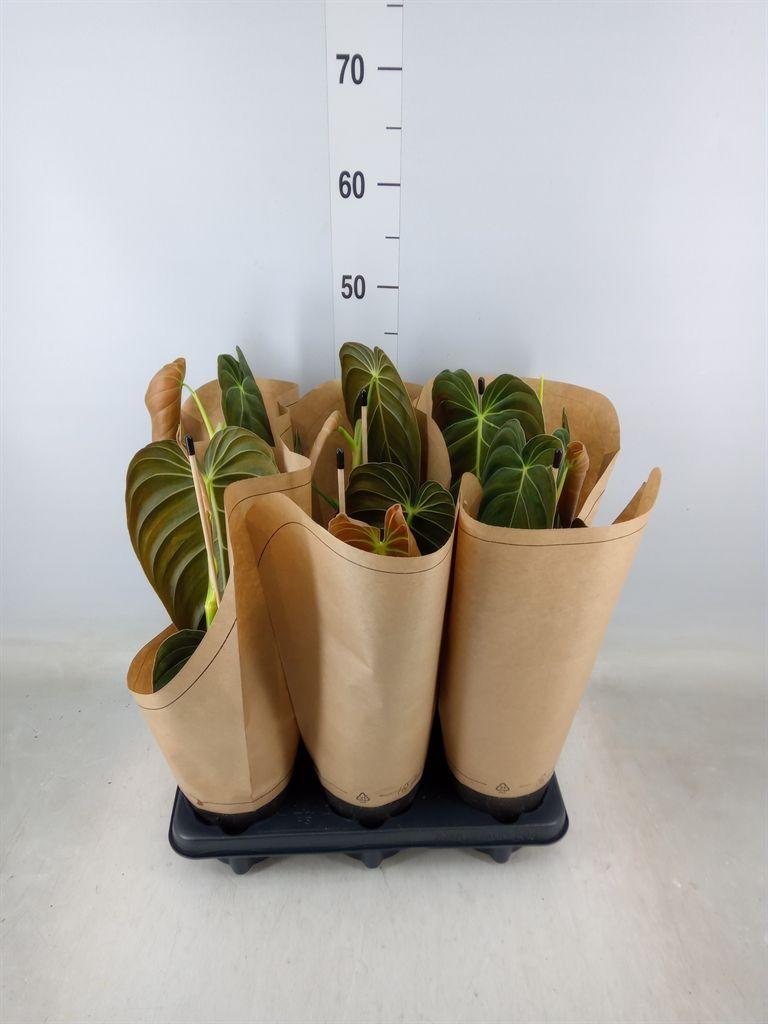 Горшечные цветы и растения оптом Philodendron Melanochrysum от 6шт из Голландии с доставкой по России