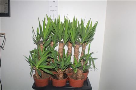 Горшечные цветы и растения оптом Yucca 45-20 Cm 2+ от 6шт из Голландии с доставкой по России