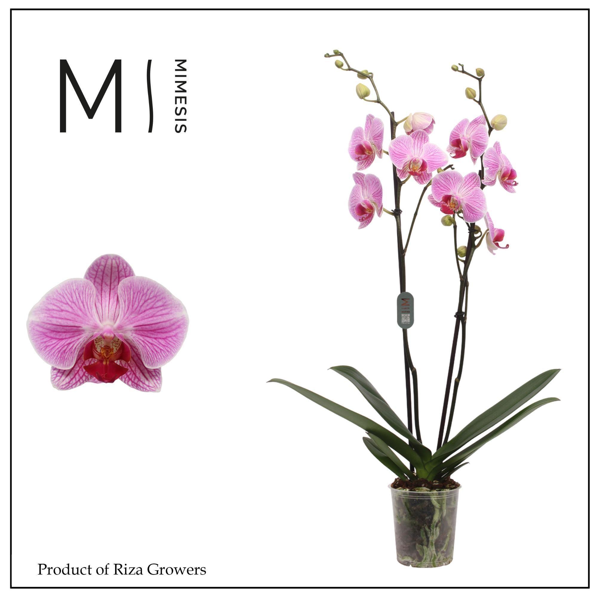 Горшечные цветы и растения оптом Phal 2st Cleveland 16+ (orchid Growers) от 10шт из Голландии с доставкой по России