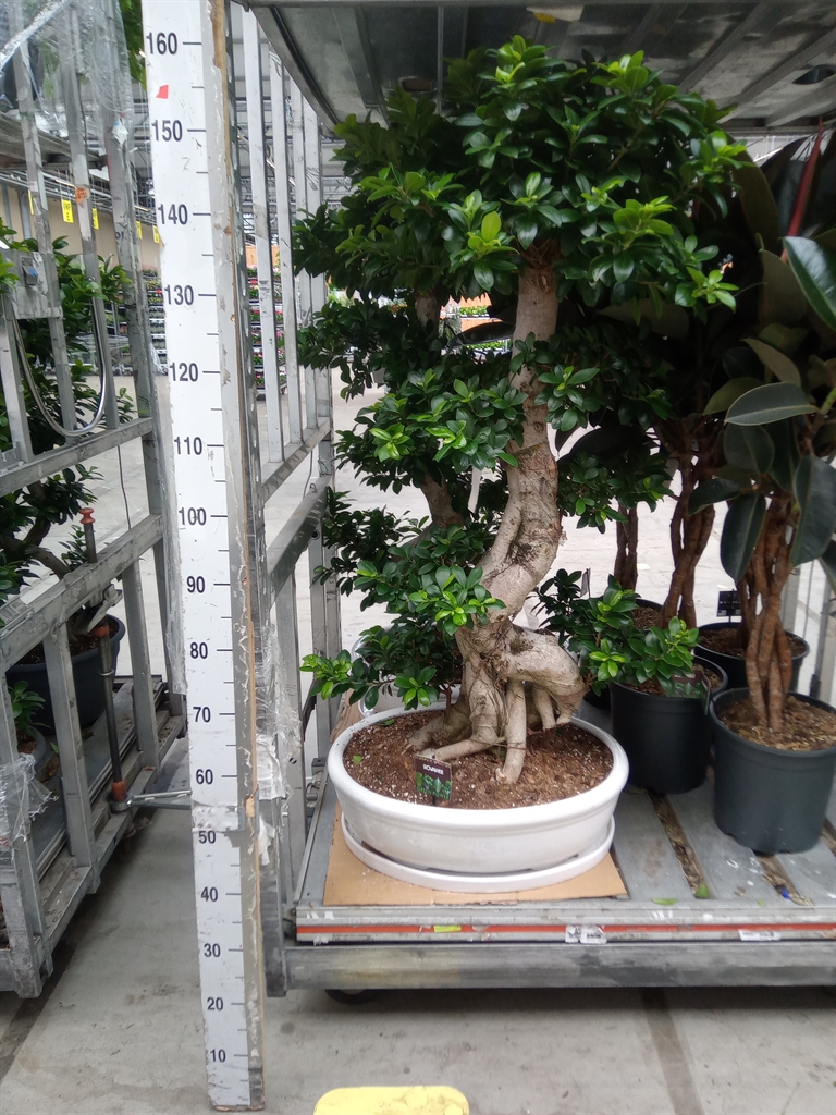 Горшечные цветы и растения оптом Ficus Ginseng S-type In Sierpot от 1шт из Голландии с доставкой по России