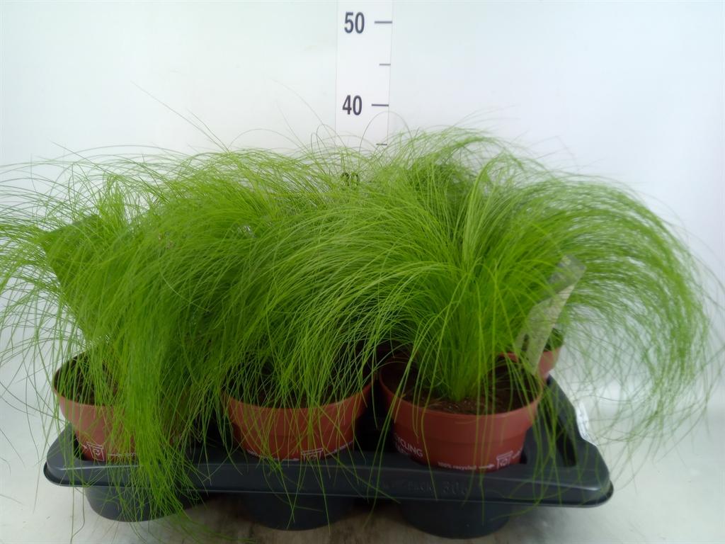 Горшечные цветы и растения оптом Stipa Tenuifolia от 6шт из Голландии с доставкой по России