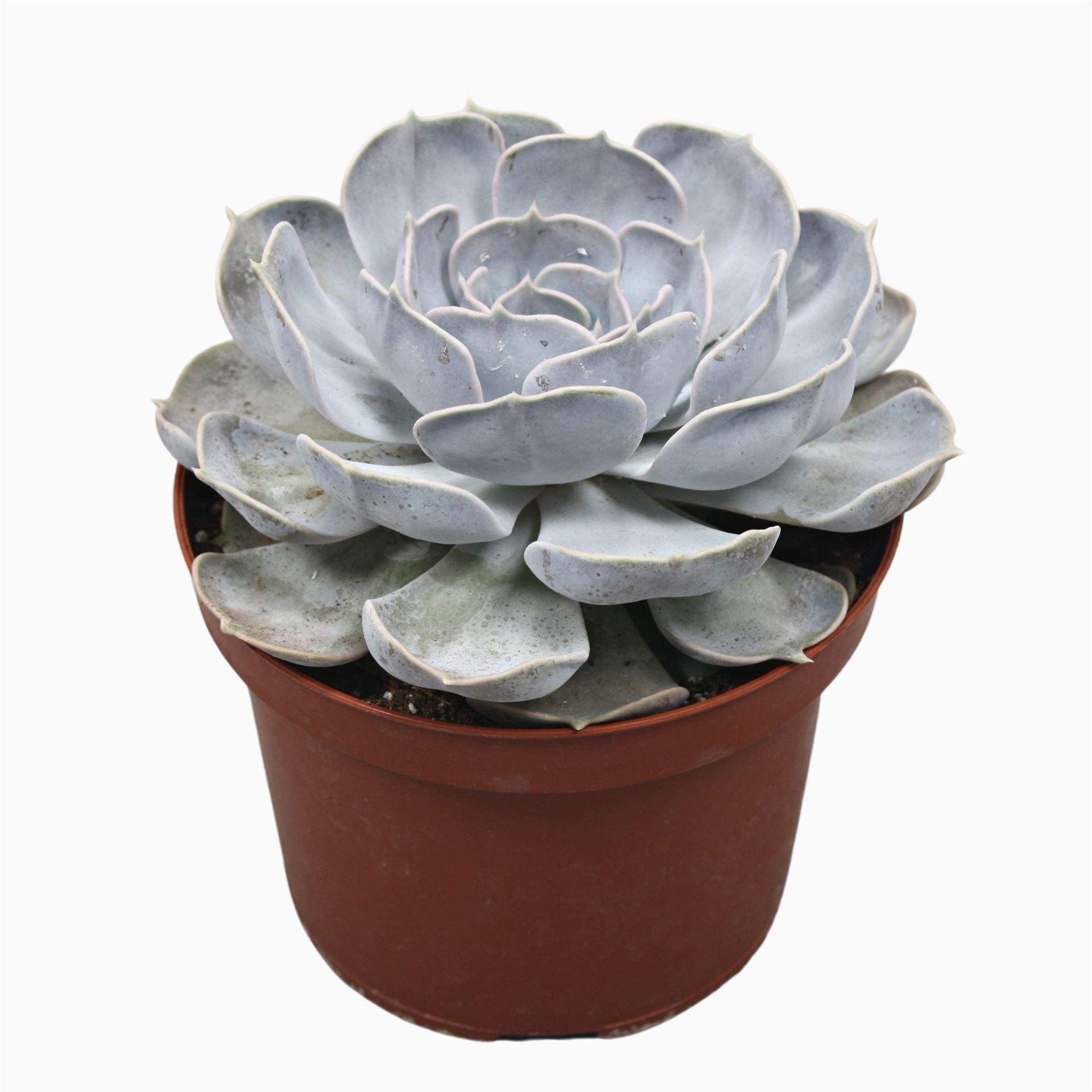 Горшечные цветы и растения оптом Echeveria Lilacina от 2шт из Голландии с доставкой по России
