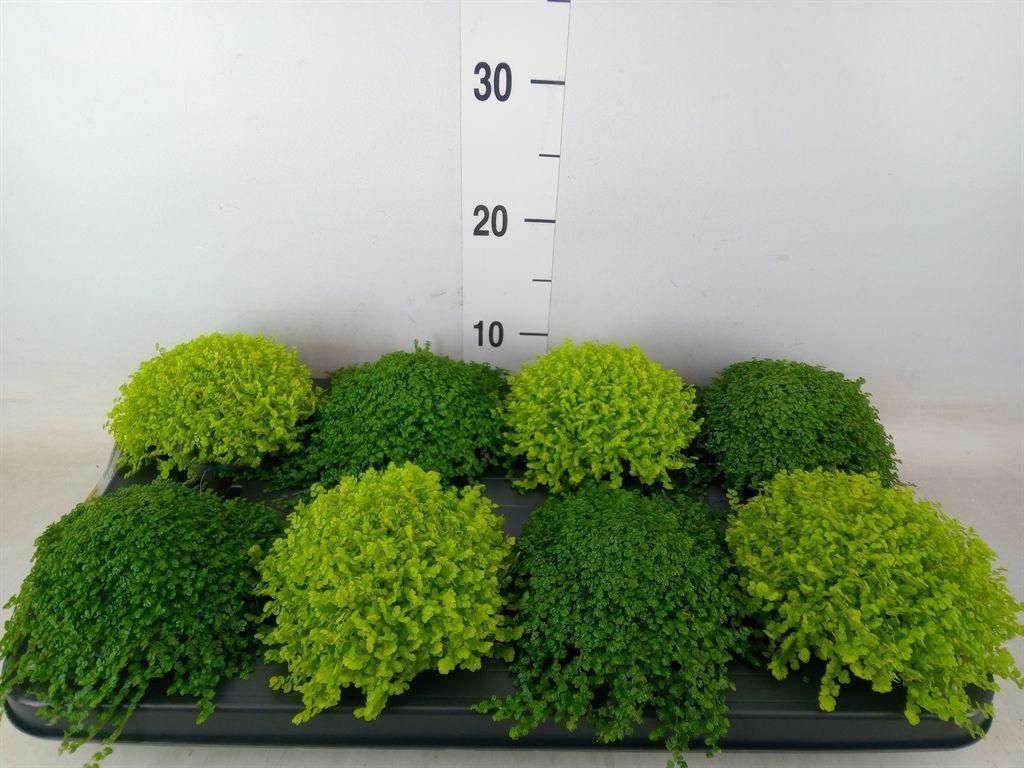 Горшечные цветы и растения оптом Soleirolia Soleirolii   ...mix 2 от 8шт из Голландии с доставкой по России