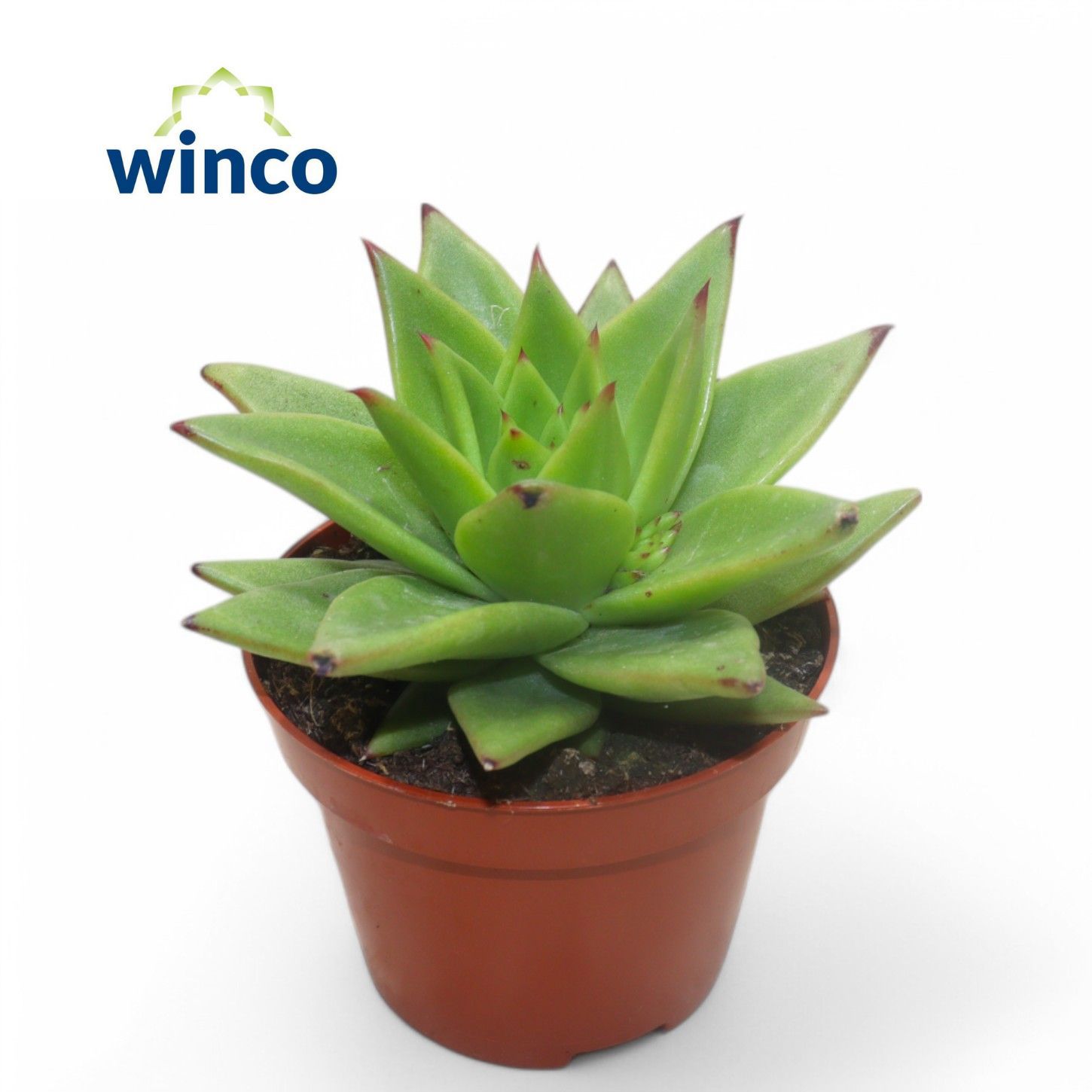 Горшечные цветы и растения оптом Echeveria Lipstick от 10шт из Голландии с доставкой по России