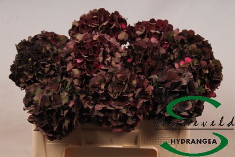 Срезанные цветы оптом Hydrangea mag dark ruby classic от 10шт из Голландии с доставкой по России