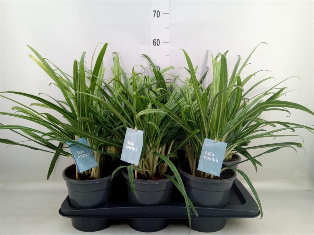 Горшечные цветы и растения оптом Aglaonema   ... от 6шт из Голландии с доставкой по России